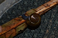 Morlina glabra