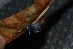 Morlina glabra
