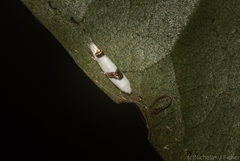 Leucoptera plagiomitra