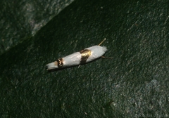 Leucoptera plagiomitra