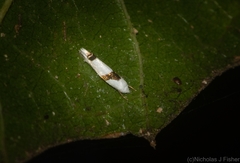 Leucoptera plagiomitra