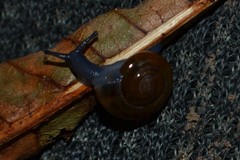 Morlina glabra
