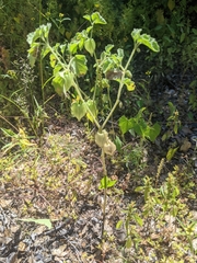Physalis neomexicana