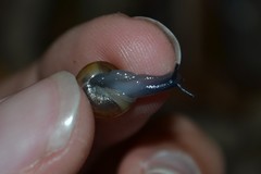 Morlina glabra