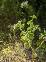 Physalis neomexicana