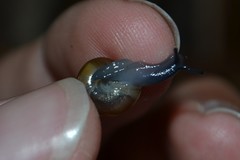 Morlina glabra