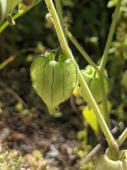 Physalis neomexicana