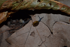 Morlina glabra