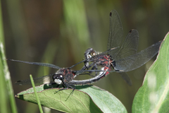 Leucorrhinia glacialis