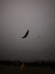 Belocaulus angustipes