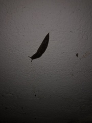 Belocaulus angustipes