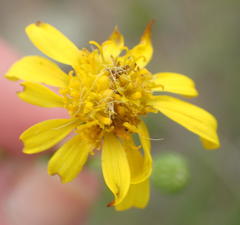 Senecio achilleifolius