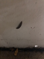 Belocaulus angustipes