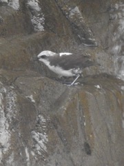 Cinclus leucocephalus