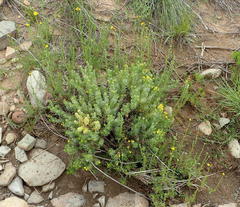 Senecio achilleifolius