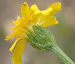 Senecio achilleifolius