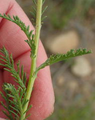 Senecio achilleifolius