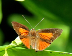 Deudorix epijarbas