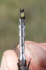 Leucorrhinia glacialis