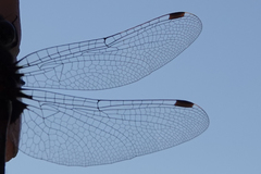 Leucorrhinia glacialis