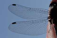 Leucorrhinia glacialis