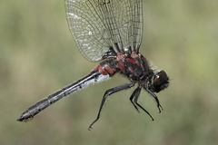 Leucorrhinia glacialis