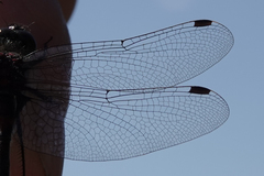 Leucorrhinia glacialis