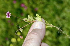 Diascia elongata