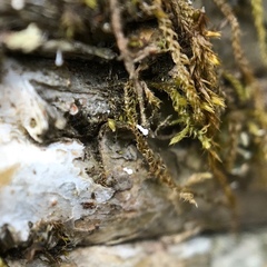 Dictyocatenulata alba