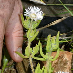 Drosanthemum hispifolium