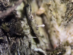 Dictyocatenulata alba