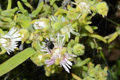 Drosanthemum hispifolium