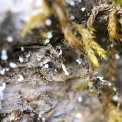 Dictyocatenulata alba