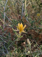 Mentzelia longiloba