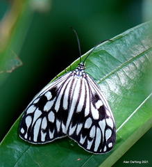 Cyclosia pieridoides