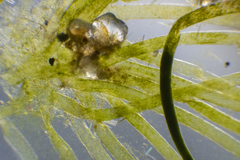 Caulerpa crispata
