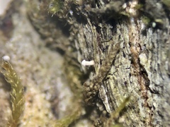 Dictyocatenulata alba