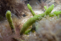 Caulerpa crispata