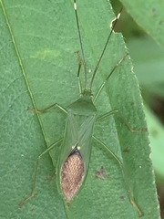 Homoeocerus graminis