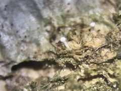 Dictyocatenulata alba