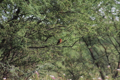 Pyrocephalus rubinus