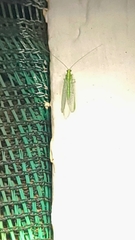 Chrysoperla carnea