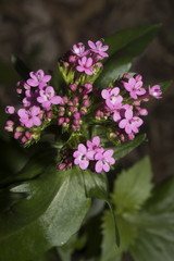 Centranthus macrosiphon