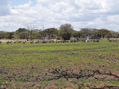 Equus quagga crawshayi