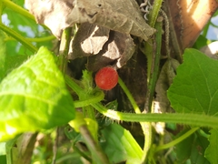 Cucumis maderaspatanus