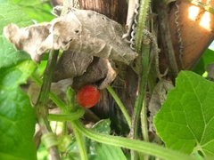 Cucumis maderaspatanus