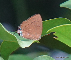Remelana jangala travana