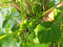 Cucumis maderaspatanus