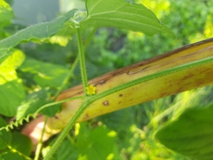 Cucumis maderaspatanus