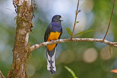 Green-Backed Trogon photo 4